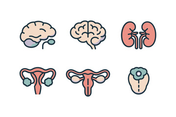 Detailed flat vector icons for human organs, showing brain, kidney, uterus, representing biology, health, and anatomy,