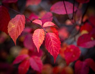Red Autumn Leaves Closeup