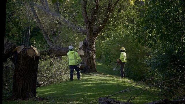 Close up view of professional tree cutting services. Workers remove old tree in the park. Cut branch is falling on the ground. 