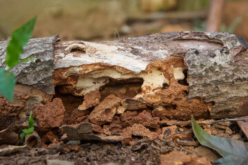 close-up of decaying log with white spongy cavity, reddish-brown insect detritus and rough dark bark, soft focus of natural decomposition concept
