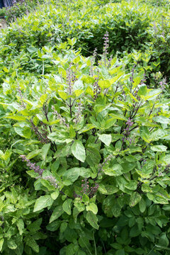 holy basil blossom