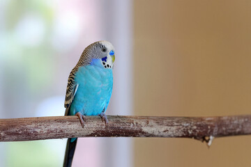 Obraz premium Blue budgerigar perched on a wooden branch