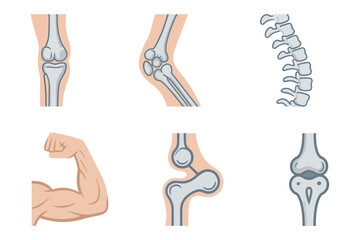 Detailed flat vector icons for body parts, showing joints, arm, leg, representing human anatomy and health,