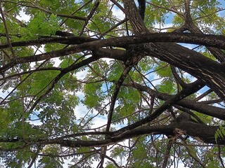 trees in the forest