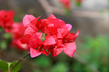 Cluster of red/pink Bougainvillea flowers Bougainvillea spectabilis against a soft, blurred green...