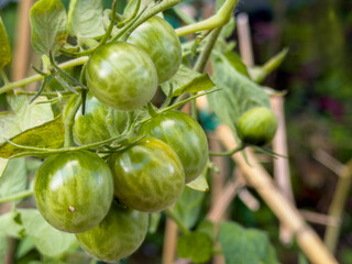 Close-up view of unripe green tomatoes growing upon the garden vine under soft daylight, showing fresh leaves and natural texture
