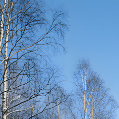 road in winter forest