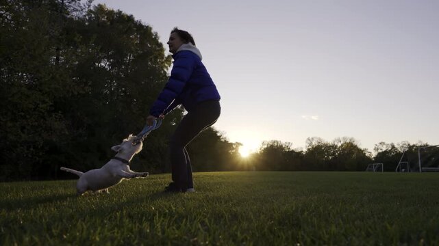 Jack Russell playing tag of war with the owner. Owner is spinning dog around herself . Dog has strong jaws and teeth and fly in the air biting the toy