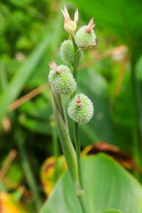 Close-up of the developing green, spiky, round seed pods of the Canna Lily Canna generalis on a stalk