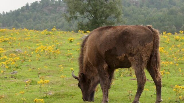 European Bison Grazing in Scottish Highlands Wildflower Meadow
