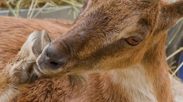 Mountain Goat Scratching Its Face With Hoof in Highland Enclosure