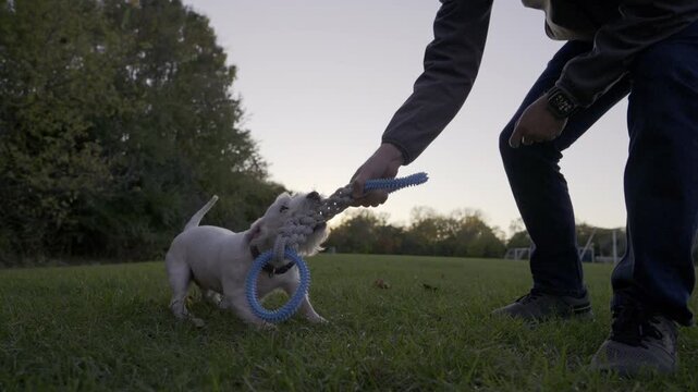 Jack Russell playing tag of war with the owner. Dog pulling a toy from the owner. Dog has strong jaws and teeth