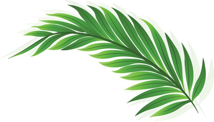 Art & Illustration a green bipinnate leaf isolated on white background