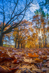 Landschaft im Herbst