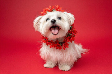 Cute Christmas Maltese Portrait on Solid Background