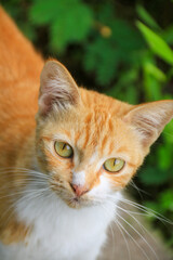 Fototapeta premium Close-up portrait of an orange and white tabby cat with bright green eyes and long white whiskers