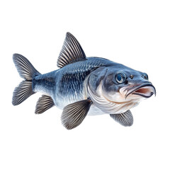 Fototapeta premium A catfish isolate on white background, showcasing its unique features and colors. PNG