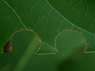 Close-up texture of leaves that are damaged after eating a caterpillar in the garden. Macro