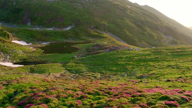 Aerial drone footage of a campsite in Rodnei mountains. The terrain features green grass, blooming pink rhododendrons, small lakes, and patches of persistent snow, all bathed in warm, hazy sunlight.