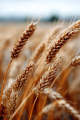 Obraz premium Field of wheat swaying in the summer wind