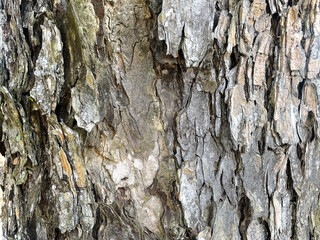 Detailed Texture of Tree Bark Surface