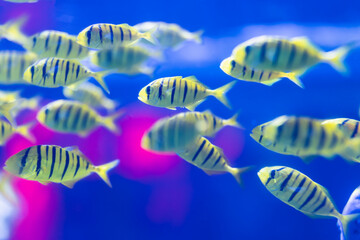 Vibrant school of yellow striped tropical fish swimming in blue water. Underwater marine life scene with colorful coral light background. Ocean wildlife, nature, and aquarium concept.