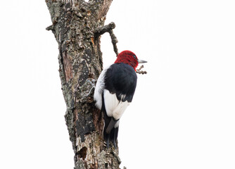 Close Up Of Red-headed Woodpecker (Melanerpes erythrocephalus) Looking Out From Perch