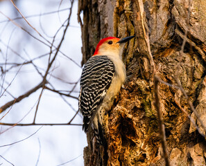 Close Up Of A Red Bellied Woodpecker (Melanerpes carolinus)  On Tree At Sunset
