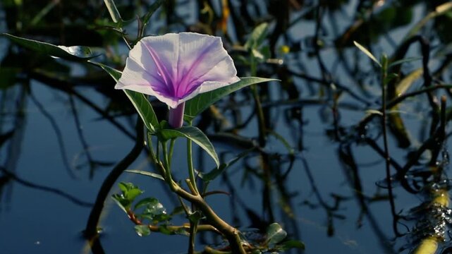 the flower of Ipomoea aquatica, widely known as water spinach, is a semi aquatic,the beauty of the flower that appears in the water