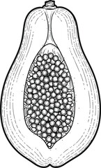 Botanical illustration of a halved papaya showing its seeds on a dark background