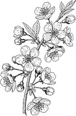 Fototapeta premium Botanical sketch of cherry blossom branch with blooming flowers and unopened buds