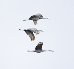 Trio of Sandhill Cranes (Antigone canadensis) In Flight Formations
