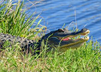 An American Alligator resting by the water's edge