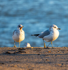 Two Seagulls (Larus argentatus) On Lake Michigan Beach During Sunset
