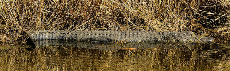 An American Alligator resting by the water's edge