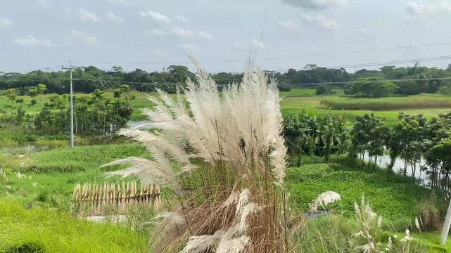 Autumn Silvergrass Blossom, (Wild Sugarcane, Saccharum Grass, Wild Sweetcane, Kans Grass) By Gaoping River Side