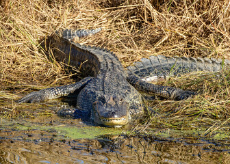 An American Alligator resting by the water's edge