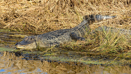 An American Alligator resting by the water's edge