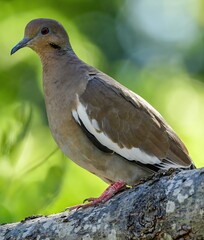 White-winged Dove perched on a branch