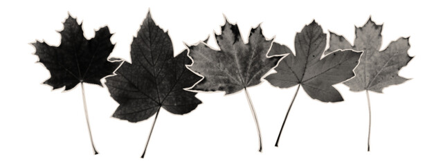 Collage of autumn maple leaves. Photocopy of paper cutout elements, halftone. Dry flying maple leaf. Set of stickers for scrapbook.Contemporary art in retro vintage style. Vector illustration.
