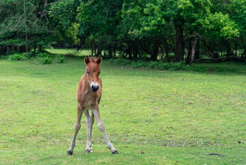 week old wild horse in the new forest in England