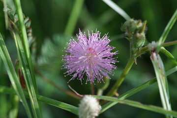Mimosa pudica flower or scientifically known as "Mimosa pudica"