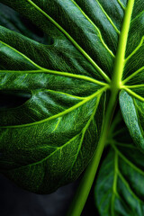 Fototapeta premium Exotic tropical leaf texture with dark shadows