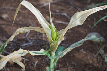 corn blight disease caused by Exserohilum turcicum