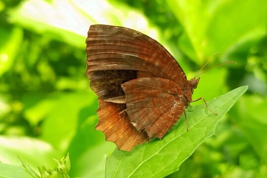 Palmfly butterfly on green leaf