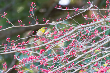 赤い木の実を口にくわえるメジロ