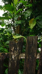 Fototapeta premium Green Lizard on Wooden Fence in Tropical Forest