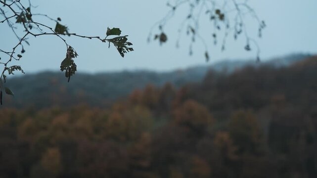 晩秋の森に降る雪を背景に枯れ枝