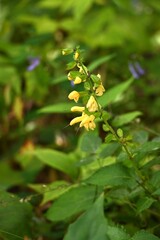 Salvia glabrescens (Japanese name Akigiri) flowers. Lamiaceae perennial. Purple or yellow lip-shaped flowers bloom in the inflorescence in autumn.
