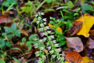 Salvia glabrescens (Japanese name Akigiri) flowers. Lamiaceae perennial. Purple or yellow lip-shaped flowers bloom in the inflorescence in autumn.